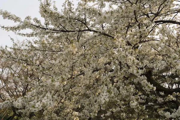 White blossom (8)